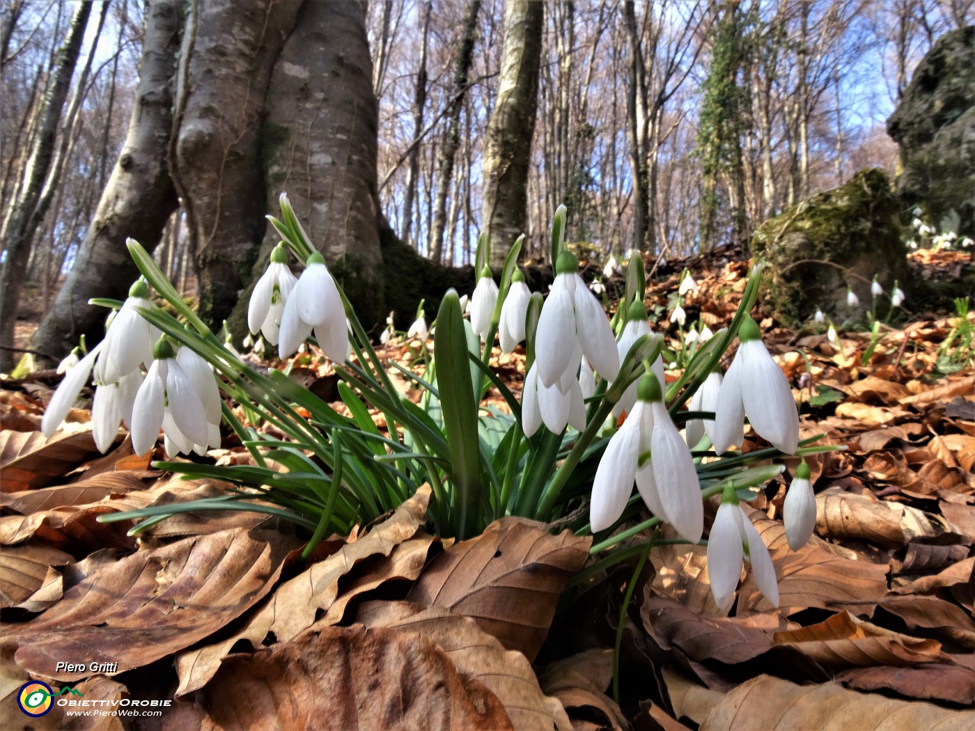 48 Festa di fiori sui sentieri al Monte Zucco - Galanthus nivalis (Bucanevi) nella splendida secolare faggeta.JPG